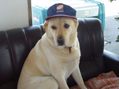 看板犬はなちゃん